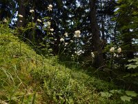 Luzula nivea 20, Saxifraga-Ed Stikvoort
