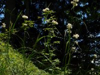 Luzula nivea 22, Saxifraga-Ed Stikvoort
