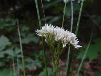 Luzula nivea 23, Saxifraga-Ed Stikvoort