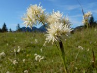Luzula nivea 24, Saxifraga-Ed Stikvoort