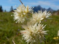 Luzula nivea 25, Saxifraga-Ed Stikvoort