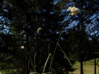 Luzula nivea 27, Saxifraga-Ed Stikvoort