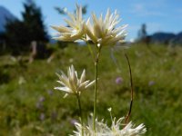 Luzula nivea 28, Saxifraga-Ed Stikvoort