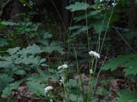 Luzula nivea 29, Saxifraga-Ed Stikvoort
