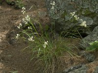Luzula nivea 3, Saxifraga-Willem van Kruijsbergen