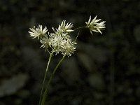 Luzula nivea 4, Saxifraga-Jan van der Straaten