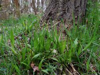 Luzula pilosa 18, Ruige veldbies, Saxifraga-Ed Stikvoort