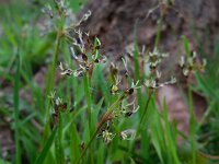 Luzula pilosa 19, Ruige veldbies, Saxifraga-Ed Stikvoort