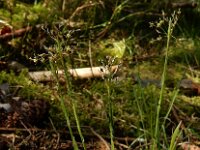 Luzula pilosa 20, Ruige veldbies, Saxifraga-Ed Stikvoort