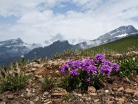 Lychnis alpina 10, Saxifraga-Luuk Vermeer