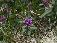 Lychnis alpina 1, Saxifraga-Willem van Kruijsbergen