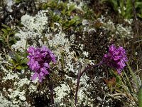 Lychnis alpina 2, Saxifraga-Willem van Kruijsbergen