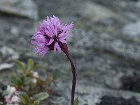 Lychnis alpina 3, Saxifraga-Willem van Kruijsbergen