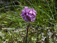 Lychnis alpina 4, Saxifraga-Willem van Kruijsbergen