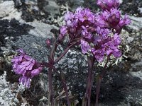 Lychnis alpina 5, Saxifraga-Willem van Kruijsbergen