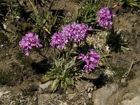 Lychnis alpina 6, Saxifraga-Willem van Kruijsbergen