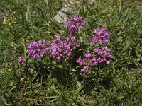 Lychnis alpina 7, Saxifraga-Willem van Kruijsbergen