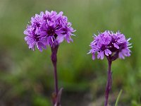 Lychnis alpina 9, Saxifraga-Luuk Vermeer