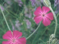 Lychnis coronaria 1, Prikneus, Saxifraga-Eugen Schaub