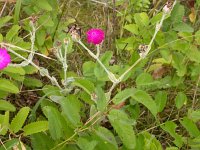 Lychnis coronaria 2, Prikneus, Saxifraga-Peter Meininger