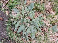 Lychnis coronaria 3, Prikneus, Saxifraga-Rutger Barendse