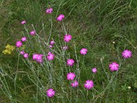 Lychnis coronaria 4, Prikneus, Saxifraga-Harry Jans  Lychnis coronaria