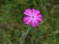 Lychnis coronaria 5, Prikneus, Saxifraga-Harry Jans  Lychnis coronaria