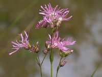 Lychnis flos-cuculi 44, Echte koekoeksbloem, Saxifraga-Jan Nijendijk