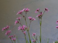 Lychnis flos-cuculi 45, Echte koekoeksbloem, Saxifraga-Jan Nijendijk