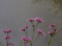Lychnis flos-cuculi 47, Echte koekoeksbloem, Saxifraga-Jan Nijendijk