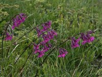 Lychnis viscaria 8, Saxifraga-Harry Jans  Lychnis viscaria