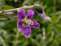 Lycium barbarum 1, Boksdoorn, Saxifraga-Peter Meininger