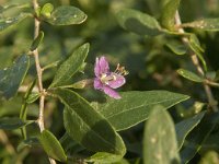 Lycium barbarum 10, Boksdoorn, Saxifraga-Jan van der Straaten