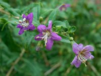 Lycium barbarum 14, Boksdoorn, Saxifraga-Ed Stikvoort