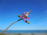 Lycium barbarum 15, Boksdoorn, Saxifraga-Ed Stikvoort