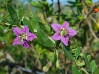 Lycium barbarum 17, Boksdoorn, Saxifraga-Ed Stikvoort