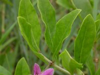 Lycium barbarum 19, Boksdoorn, Saxifraga-Ed Stikvoort