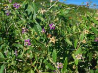 Lycium barbarum 20, Boksdoorn, Saxifraga-Ed Stikvoort