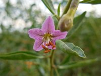 Lycium barbarum 22, Boksdoorn, Saxifraga-Ed Stikvoort