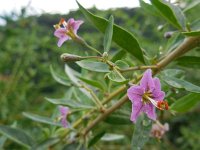 Lycium barbarum 24, Boksdoorn, Saxifraga-Ed Stikvoort