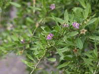 Lycium barbarum 5, Boksdoorn, Saxifraga-Peter Meininger