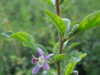 Lycium barbarum 6, Boksdoorn, Saxifraga-Rutger Barendse