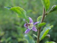 Lycium barbarum 7, Boksdoorn, Saxifraga-Rutger Barendse