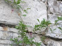 Lycium barbarum 8, Boksdoorn, Saxifraga-Rutger Barendse