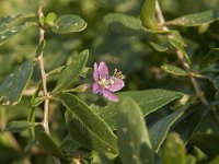 Lycium barbarum 9, Boksdoorn, Saxifraga-Jan van der Straaten