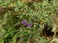 Lycium intricatum 9, Saxifraga-Ed Stikvoort