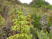 Lycopodiella cernua 3, Saxifraga-Ed Stikvoort