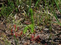 Lycopodiella inundata, Bog Clubmoss