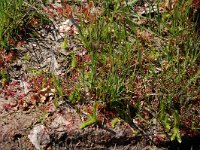 Lycopodiella inundata 12, Moeraswolfsklauw, Saxifraga-Willem van Kruijsbergen