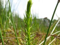 Lycopodiella inundata 14, Moeraswolfsklauw, Saxifraga-Rutger Barendse